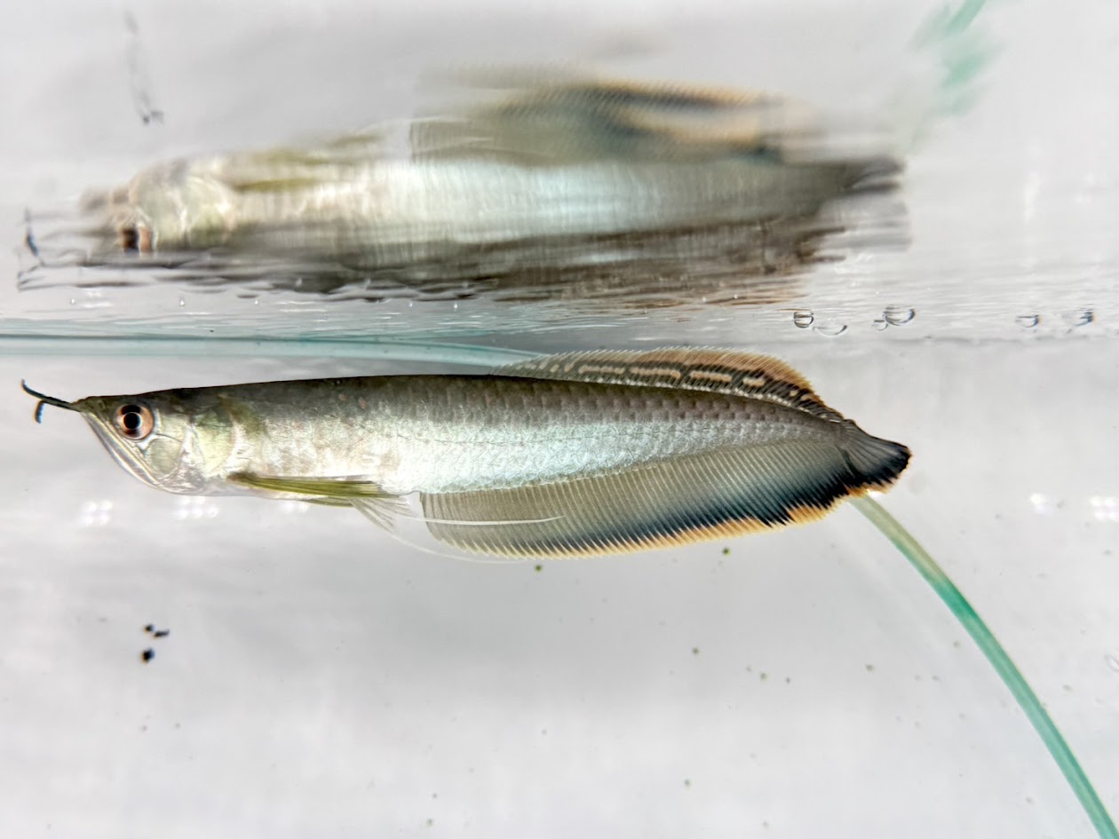 H04　ブルーブラックアロワナ　20cm前後　ブラジル ワイルド 安心サイズ 大型魚 古代魚 熱帯魚 アロワナ 南米 綺麗