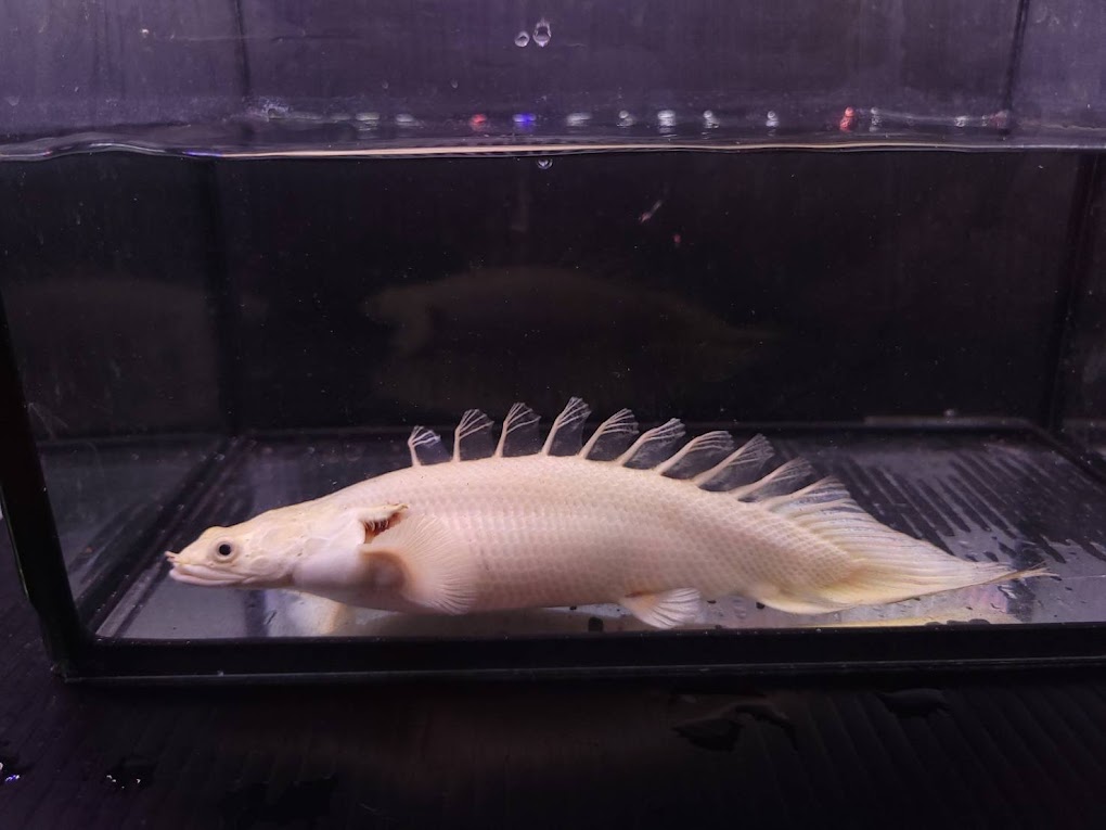 楽天市場】ポリプテルス プラチナ(観賞魚|熱帯魚 楽天市場】ポリプテルス プラチナ(観賞魚|熱帯魚