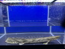 E9-2 【レア!】Po.エンドリケリー ブラックボルタ 40cm前後 ♂ コートジボワール領採取個体 ワイルド 熱帯魚 古代魚 ポリプテルス 人気種 カッコいい