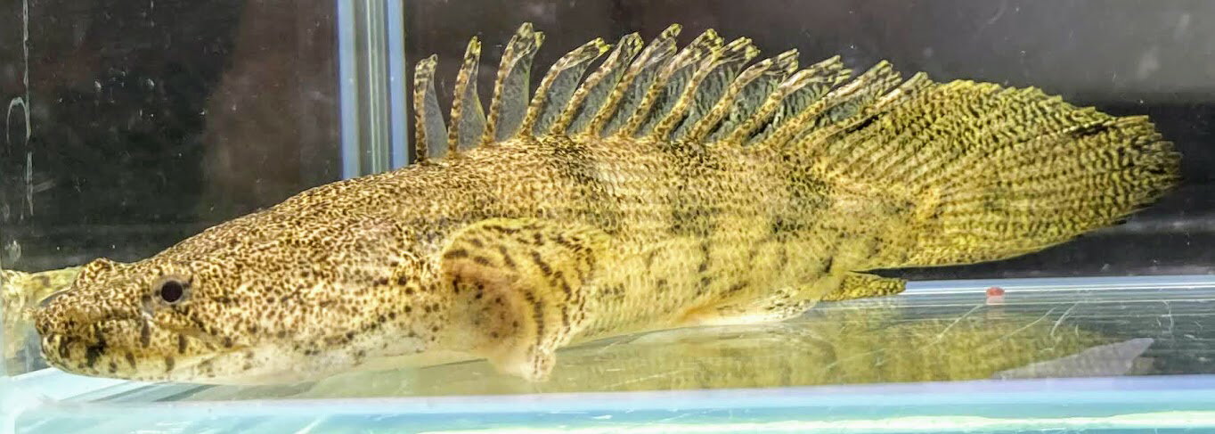 Po.エンドリケリー　ショートA　8cm前後　 人気種 扁平顔 ポリプテルス 大型魚 古代魚 熱帯魚 生体 魚 かわいい