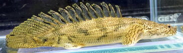 Po.エンドリケリー　ショートA　8cm前後　 人気種 扁平顔 ポリプテルス 大型魚 古代魚 熱帯魚 生体 魚 かわいい