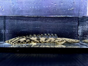 F12 ナイジェリアワイルド Po.エンドリケリー 18ー23cm前後 粒揃いの個体群 ワイルド 熱帯魚 古代魚 ポリプテルス 人気種 カッコいい 薬浴済み