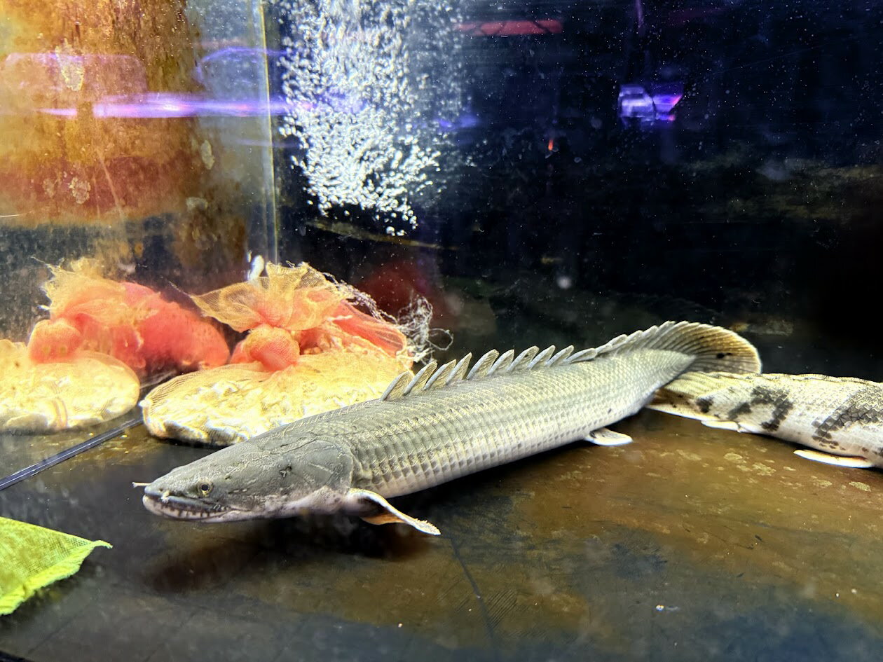 E06　チャド湖　Po.ビキールビギール　55cm前後　 背鰭15本 ♂ ポリプテルス ワイルド 人気種 熱帯魚 古代魚 トリートメント済