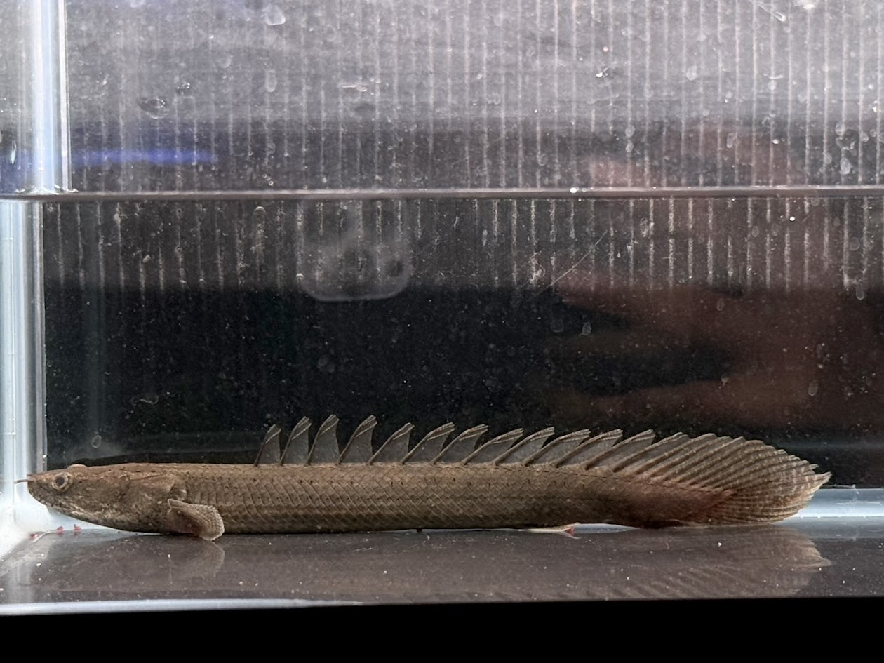 F10　ナイジェリアワイルド　Po.ビキールラプラディ　20cm前後　ワイルド　熱帯魚　古代魚　ポリプテルス　人気種　カッコいい