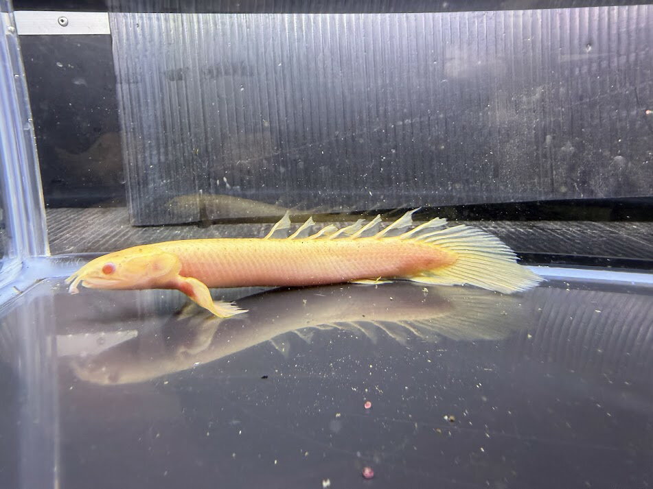 F1-2　アルビノセネガルス　ロングフィン　14cm前後　熱帯魚　古代魚　ポリプテルス　上顎　人気種　可愛い！