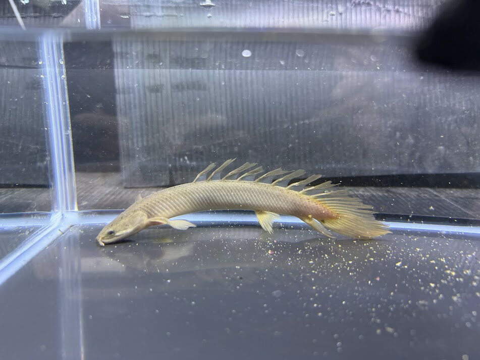 F1-3　セネガルス　ロングフィン　16cm前後　熱帯魚　古代魚　ポリプテルス　上顎　人気種　可愛い！