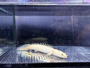 A22-2【1点モノ】Po.エンドリケリー プラチナ個体 14cm前後　人気種 ポリプテルス 大型魚 古代魚 熱帯魚 生体 魚 トリートメント済