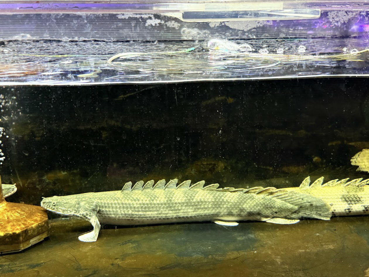 E06　Po.SP　57cm前後　♀ ワイルド 熱帯魚 古代魚 ポリプテルス カッコいい