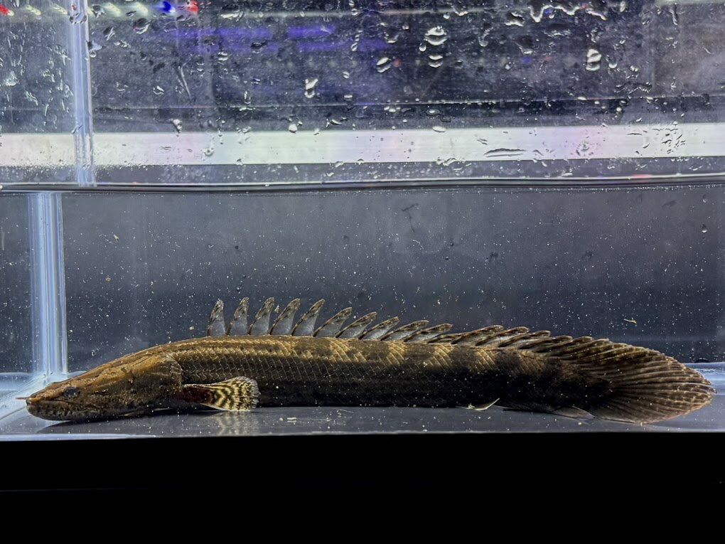 F11-3　激レア！　ナイルビチャー　ソバト川産　28cm前後　1匹　証明書あり エチオピア便 白ナイル ワイルド ポリプテルス 熱帯魚 古代魚 トリートメント済 状態良好