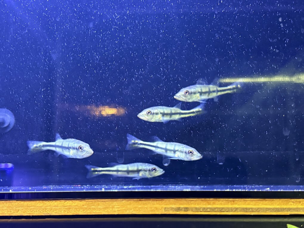 A18-3　キクラ　テメンシス　8－9cm前後　ワイルド オリノコ レア キクラ 熱帯魚 人気種 おとひめ ピーコックバス