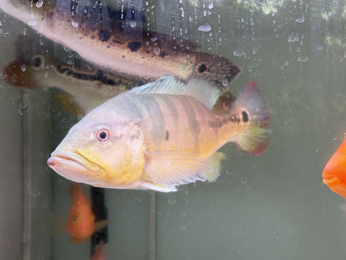 C01-1　ブリードキクラ　ピクティ　30cm前後　アラグアイアブルー 人気種 熱帯魚 ピーコックバス おとひめ