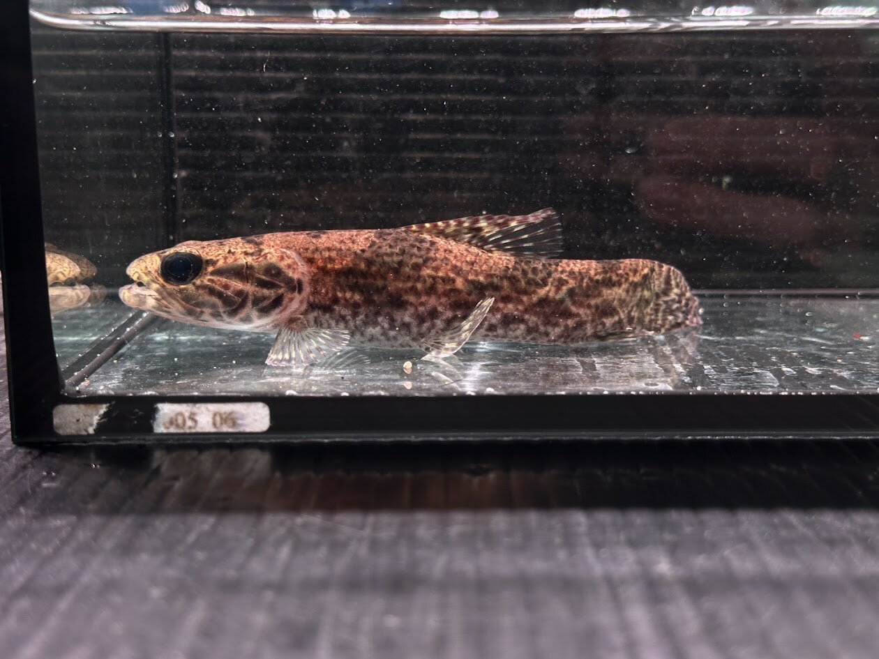 【激レア】I6　タライロン　アイマーラ　13cm前後　スリナム ニッケリーリバー　牙魚 人気種 熱帯魚 大型魚