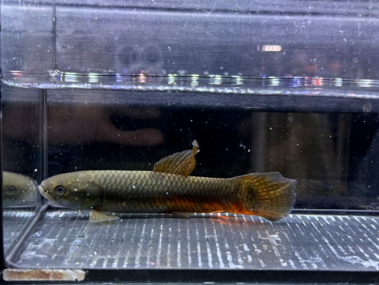 C04-1　パープルレインボーホーリー　14cm前後　入荷少 綺麗 熱帯魚 牙魚