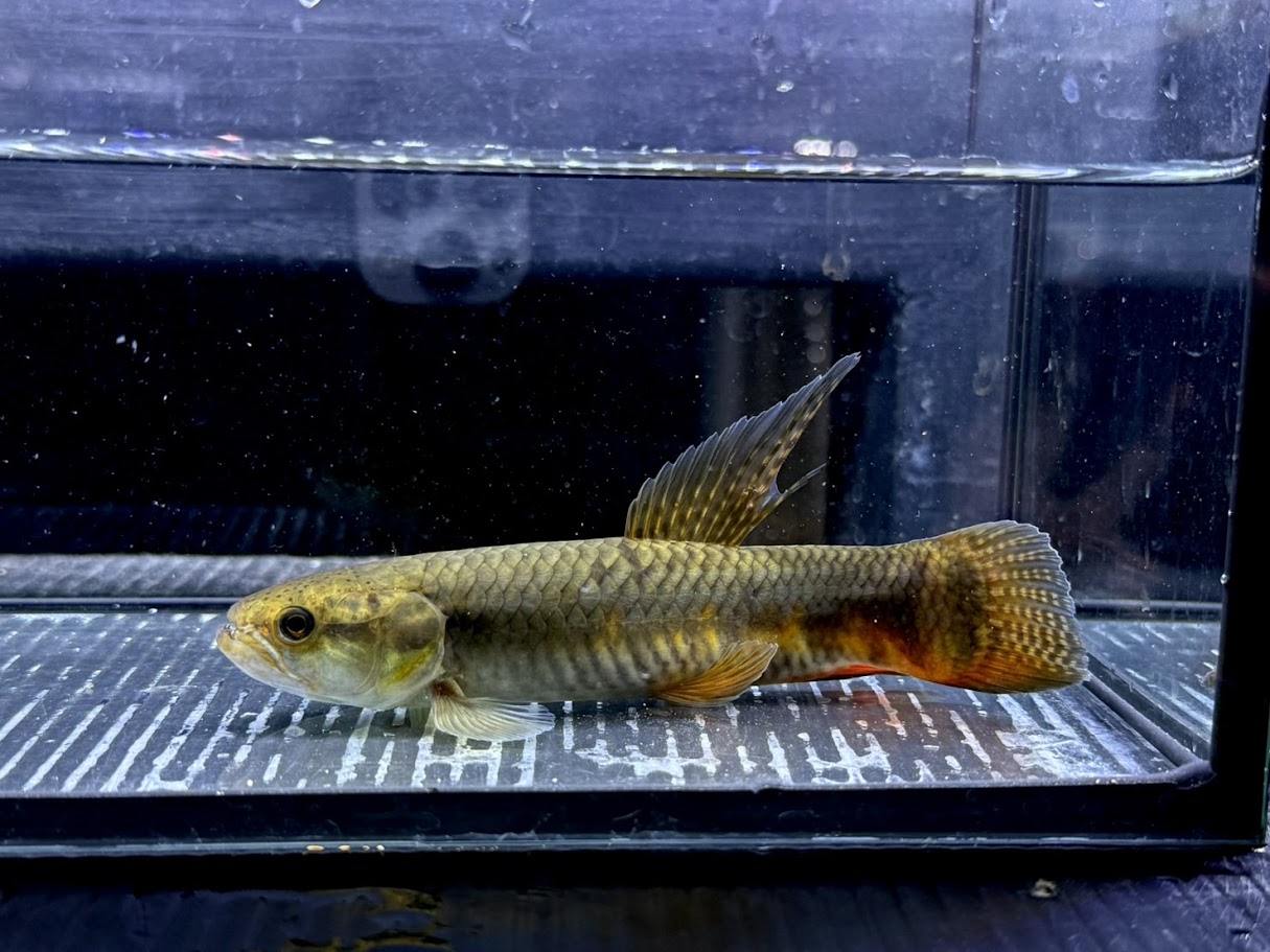C04-3　パープルレインボーホーリー　15cm前後　入荷少 綺麗 熱帯魚 牙魚