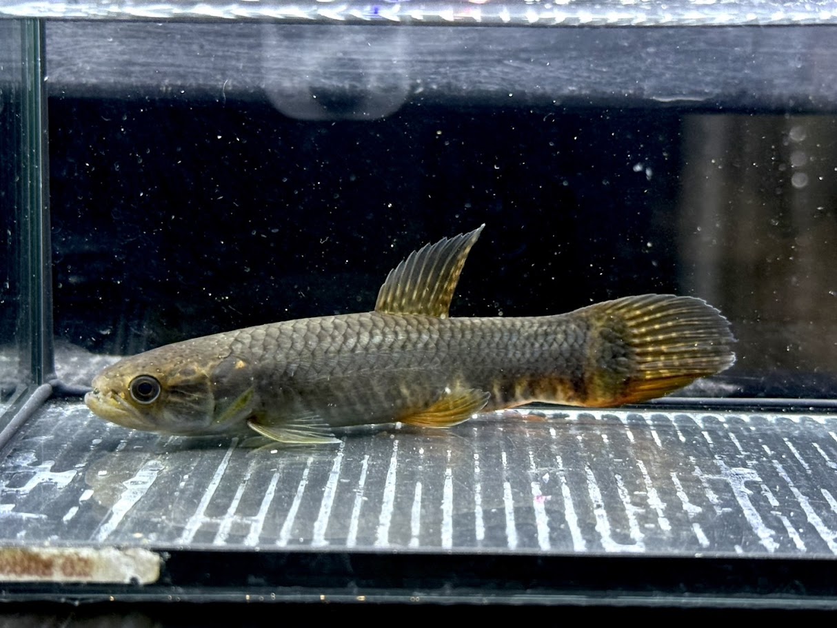 C05-6　パープルレインボーホーリー　16cm前後　入荷少 綺麗 熱帯魚 牙魚
