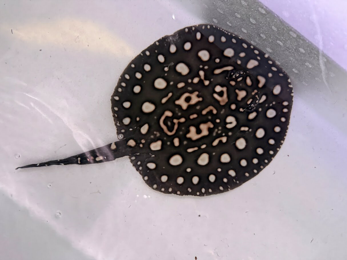 B16　ダイヤモンドポルカドットスティングレー　アルビノヘテロ　体盤25cm前後　♂　綺麗 かわいい 淡水エイ 混泳