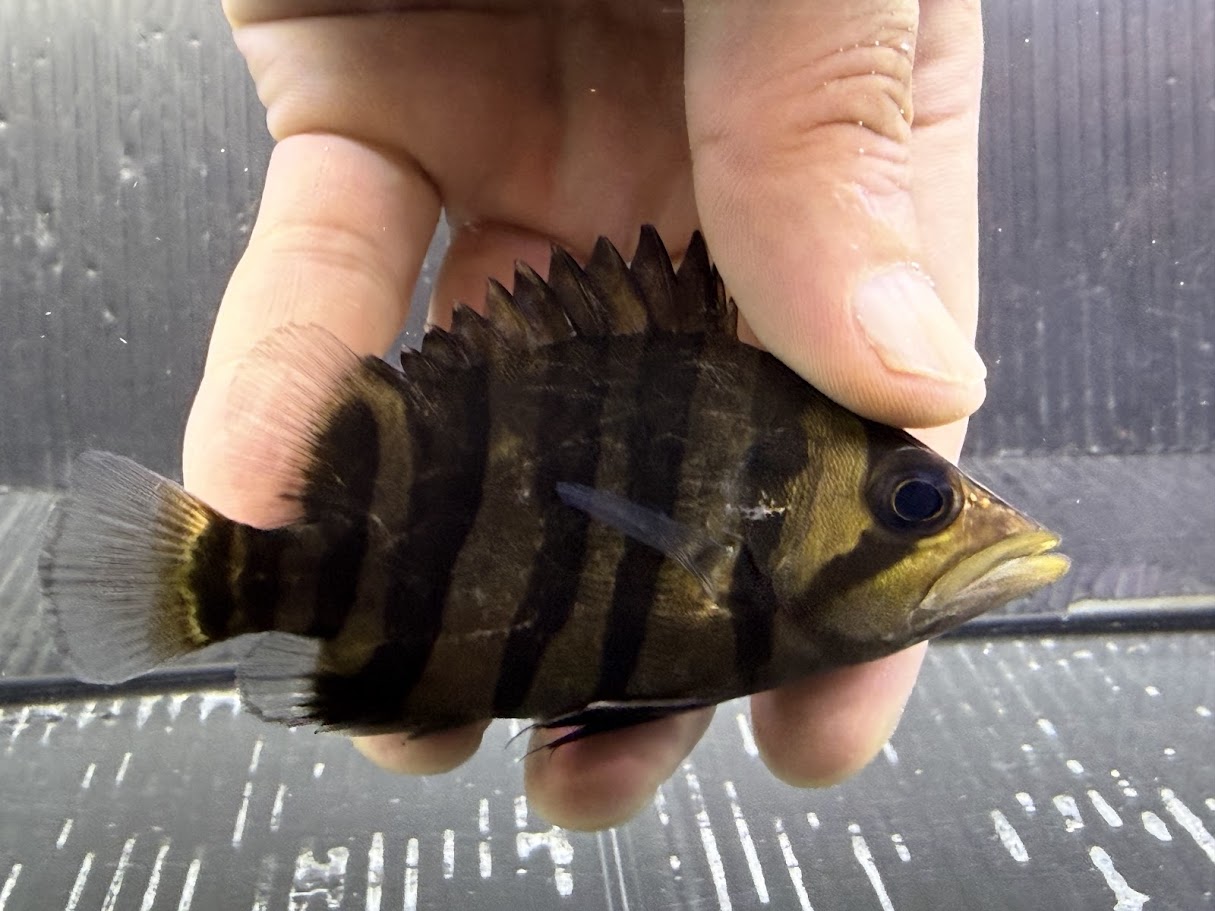ダトニオ　プラスワン  45㎝± 楽天市場】ダトニオ プラスワン 飼育の通販