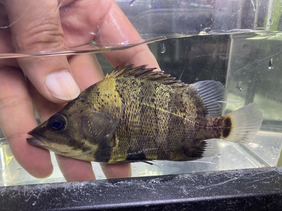 楽天市場】熱帯魚 ダトニオの通販 楽天市場】熱帯魚 ダトニオの通販