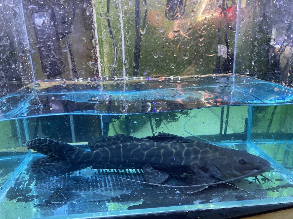 H26 セルフィンキャット　30cm前後　 ブラジルワイルド レア 入荷少 熱帯魚 大型魚 ナマズ