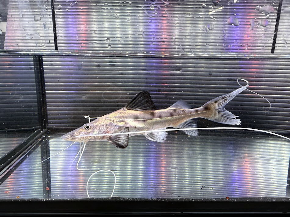 I11-2　ピライーバキャット　11cm前後　当店育成 本ピラ 熱帯魚 コロンビア便 レア！ 大型魚 ナマズ カッコイイ