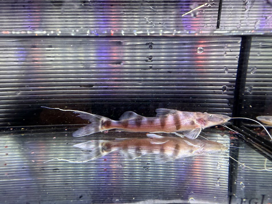 I11-5　ゼブラキャット　14cm前後　当店育成 熱帯魚 アマゾン川 レア！ 大型魚 ナマズ カッコイイ