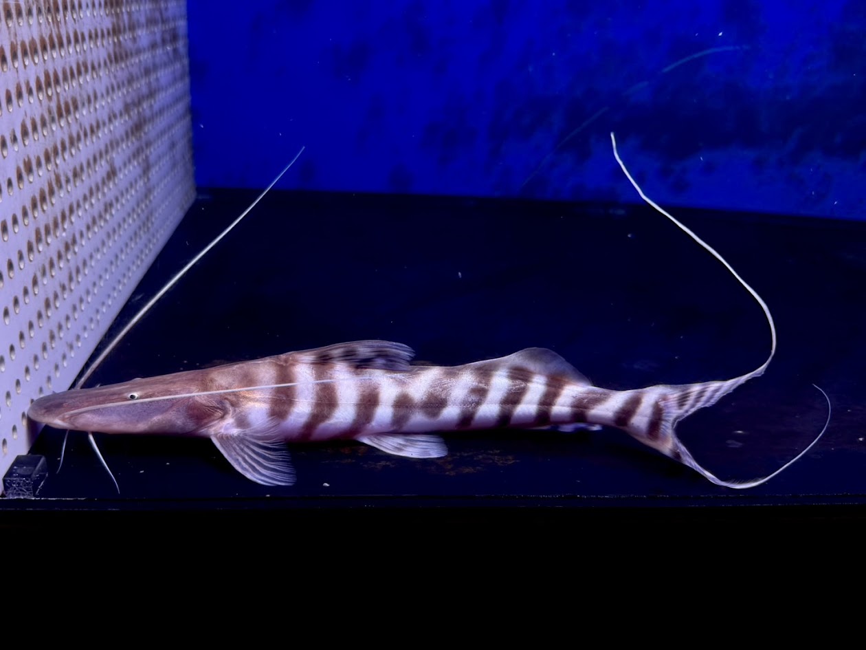 A4-3　ゼブラキャット　27cm前後　コロンビア 熱帯魚 大型魚 ナマズ カッコイイ