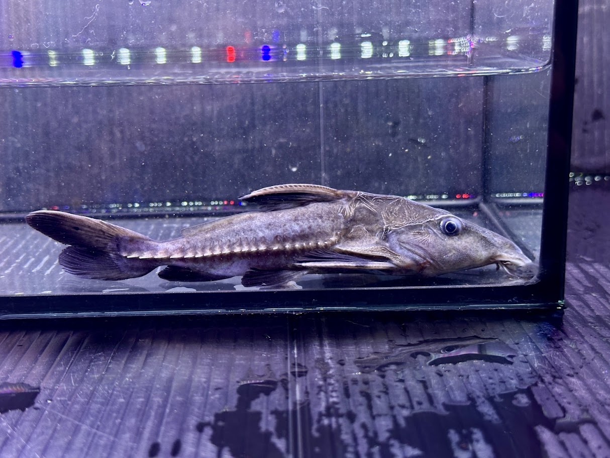 A01 オキシドラス 17cm前後 熱帯魚 大型魚 観賞魚 可愛い 綺麗