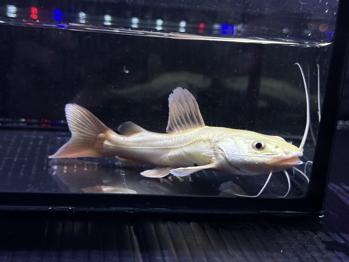 A19-4 プラチナレッドテールキャット 13cm前後 熱帯魚 大型魚 観賞魚 可愛い 綺麗