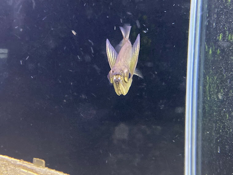 人工飼料食べます ペーシュ カショ ロ I 16 牙魚 7 8cm前後 熱帯魚 大型魚 ワイルド 観賞魚 ブラジル カラシン 最大76 Offクーポン