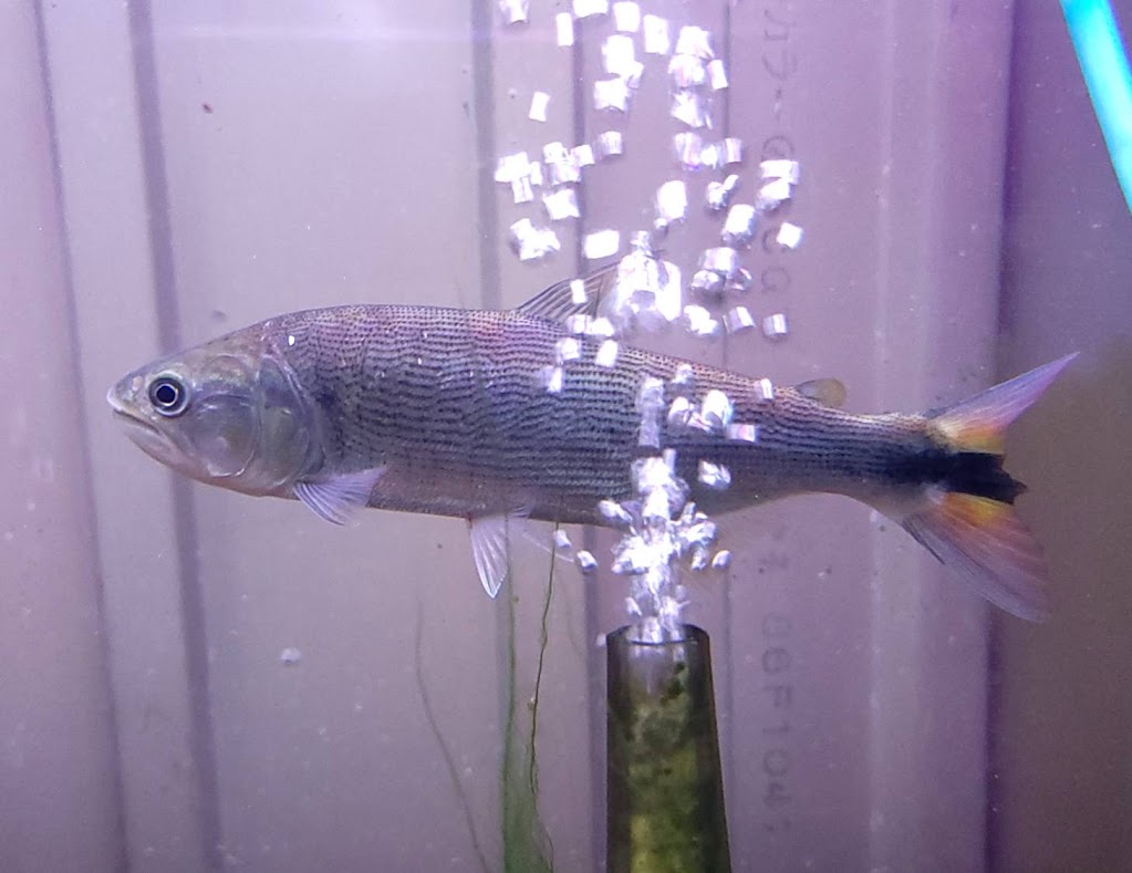 G10　ドラド　ブラジル　20cm前後　牙魚 カラシン レア 黄金 虎魚 熱帯魚