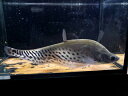C4 ロイヤルナイフフィッシュ 18－20cm前後 大型魚 綺麗 カッコいい 熱帯魚
