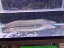 S2 プロトプテルス・エチオピクスエチオピクス　47cm前後　タンガニーカ 柄が一番濃い 人気種 最大種 肺魚 熱帯魚