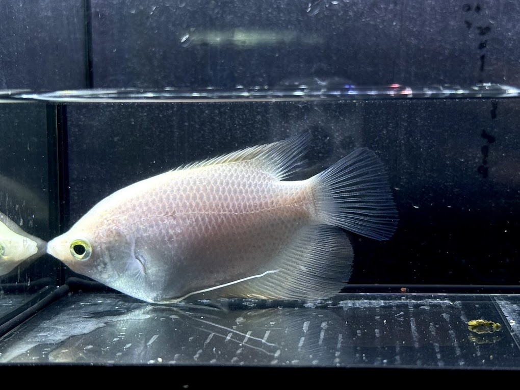 H5 ゴールデンオスフロネームス　15cm前後　熱帯魚 大型魚 観賞魚 可愛い 綺麗