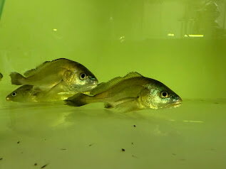 I1　淡水イシモチ　20cm前後　大型魚　綺麗　カッコいい　熱帯魚