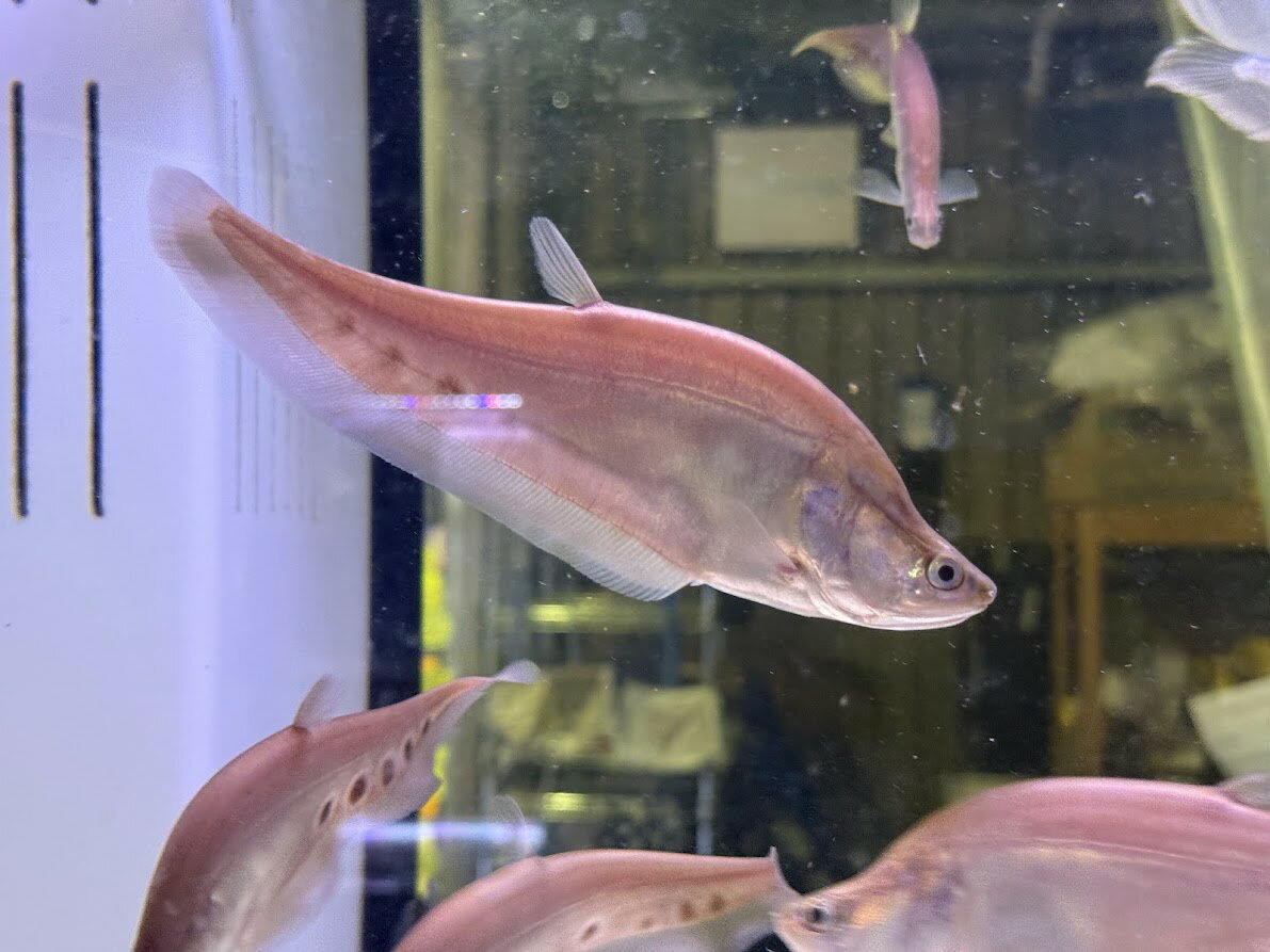 A01 ゴールデンスポットナイフフィッシュ　15cm前後　熱帯魚 大型魚 古代魚 おとひめ