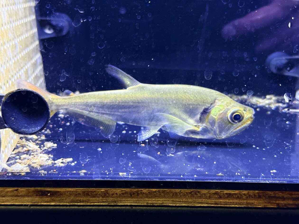 A20　レッドフィンペーシュカショーロ　14cm前後　アマゾン川 熱帯魚 大型魚 牙魚 人気 怪魚