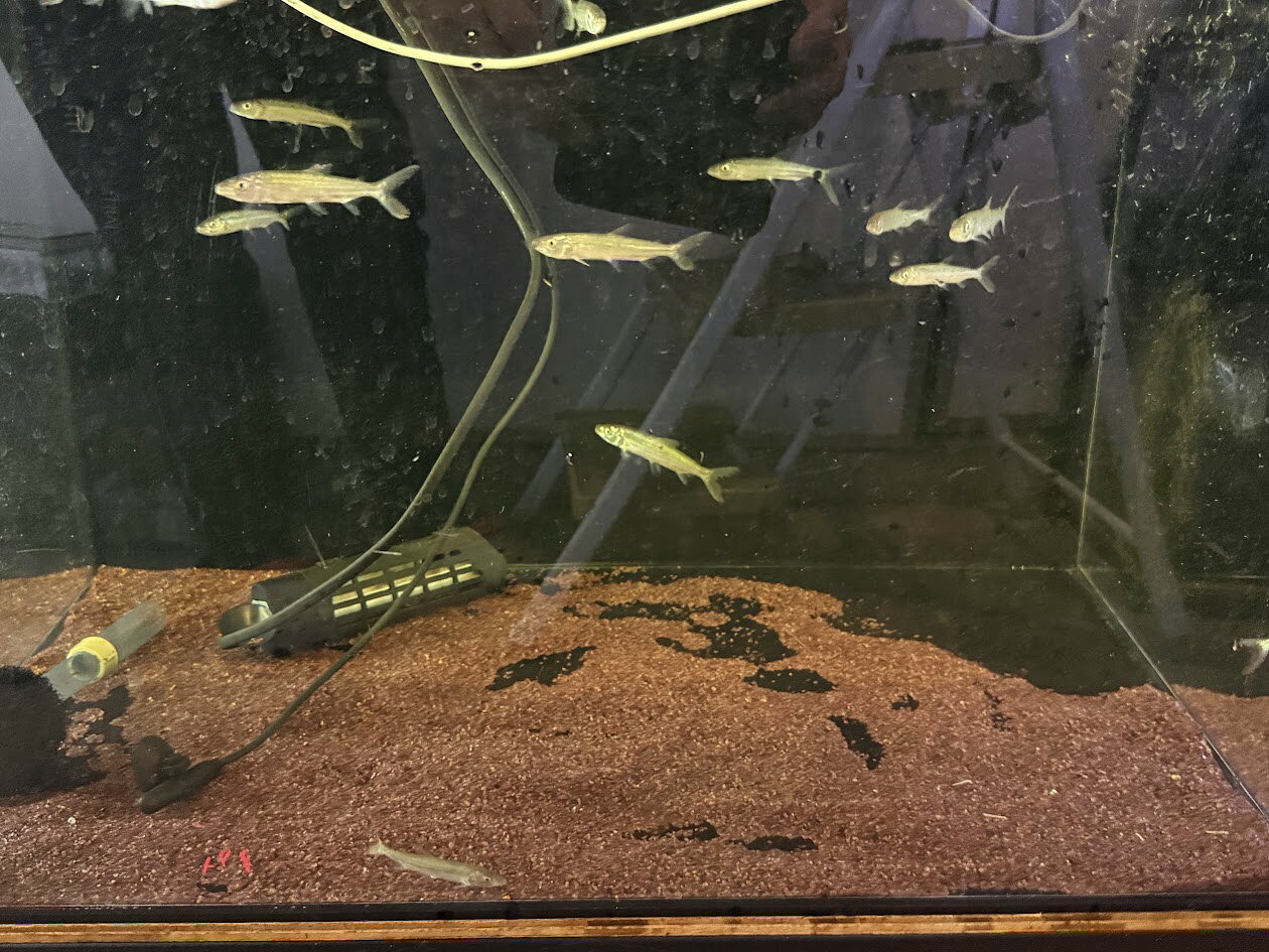 G14　コンゴ便　ゴリアテタイガーフィッシュ　7-10cm 大型魚 ワイルド 人気種 ゴライアス 熱帯魚 アフリカ 牙魚