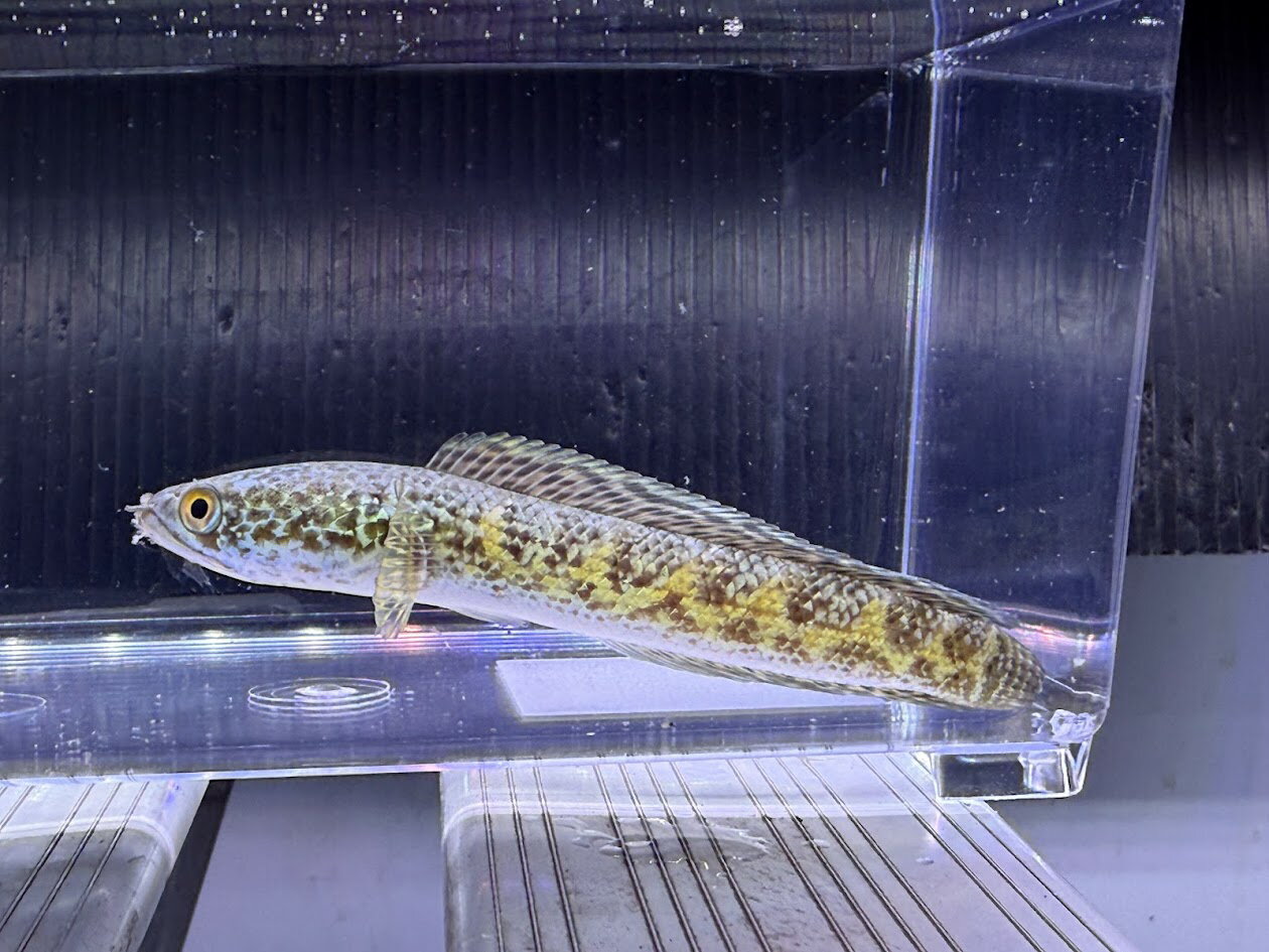 S5　バイオレットスネークヘッド　13cm前後　 トリートメント済み　人気種 ワイルド 熱帯魚 綺麗