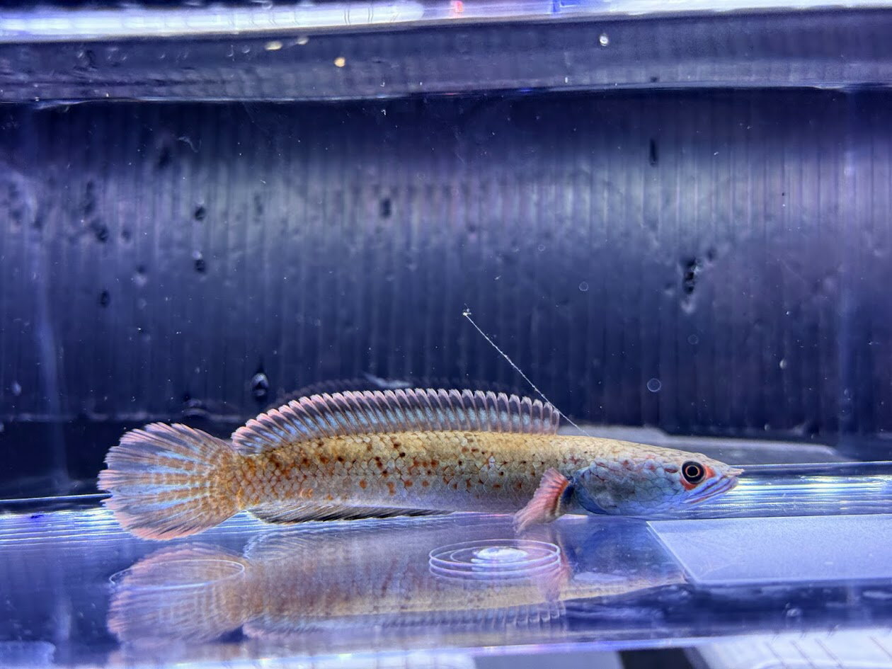 S7　アイズファイヤースネークヘッド　11cm前後　可愛い 中型種 ワイルド 熱帯魚 スネークヘッド