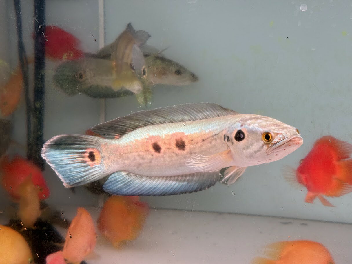 C02　フラワートーマン　32-35cm前後　スマトラ産 人気種 熱帯魚 スネークヘッド 混泳 綺麗　かわいい