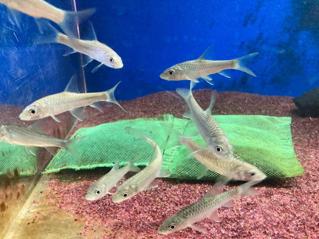 I13 　レッドテールゴールデンマハシール　8－9cm前後　激レア！ 大きくなると金発色に赤い尾びれ 綺麗 熱帯魚 バルブ 混泳