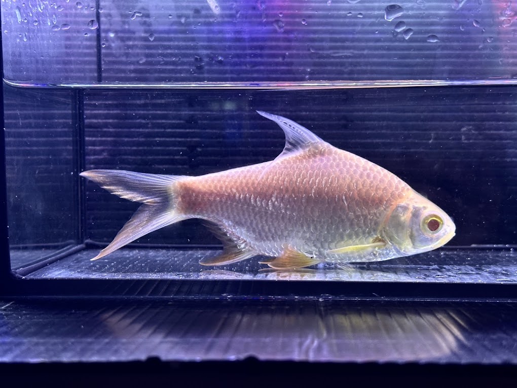 G2　アルビノレッドフィンバルブ　15cm前後　写真は同ロット 綺麗 熱帯魚 バルブ 混泳