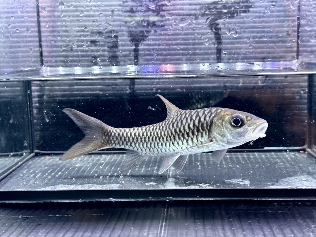 G2 　【ラスト1匹！】チャイニーズレッドマハシール　14cm前後　 激レア 綺麗 熱帯魚 バルブ 混泳