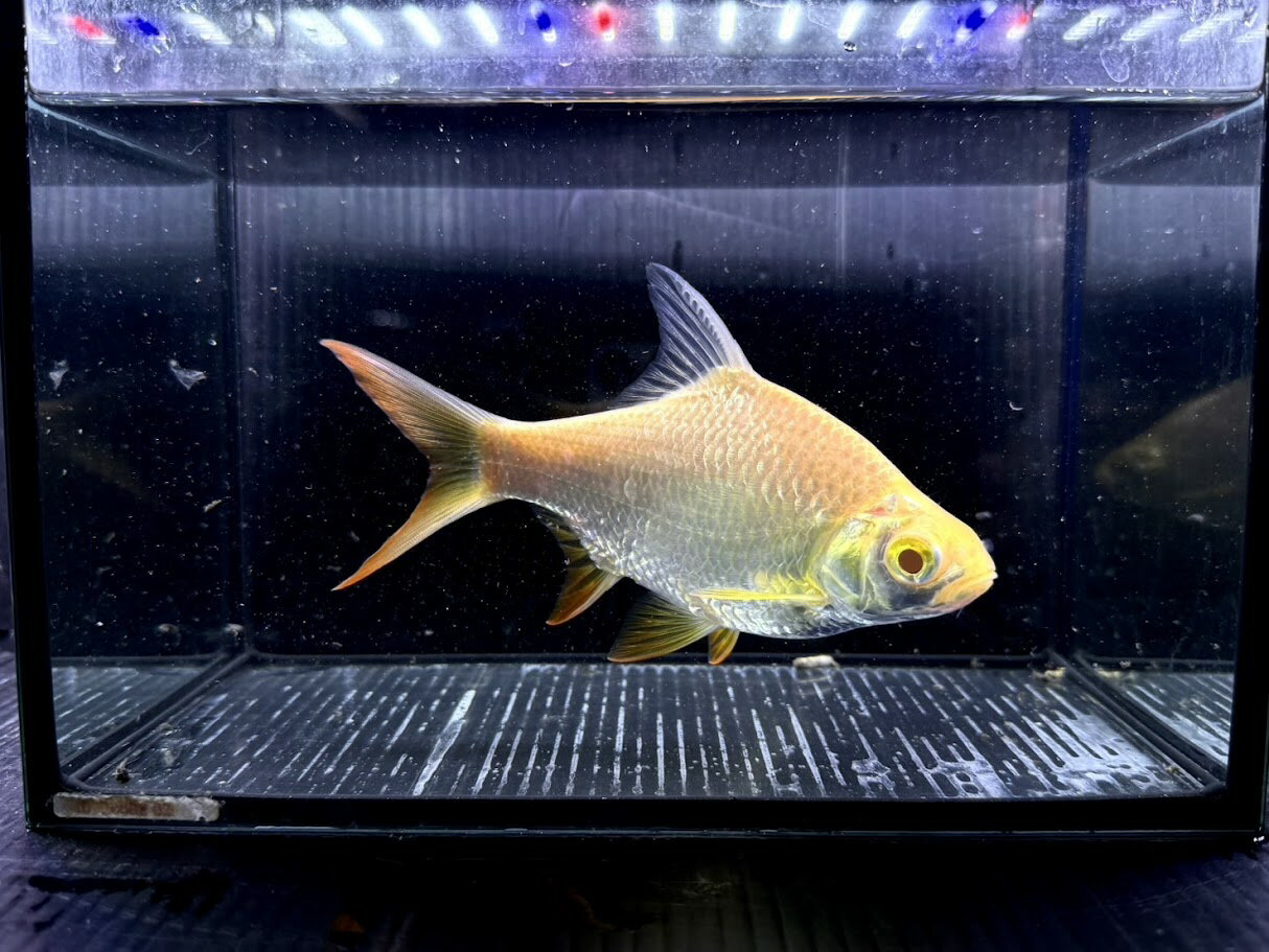 AA　アルビノレッドフィンバルブ　15-18cm前後　写真は同ロット 体高あり 綺麗 熱帯魚 バルブ 混泳
