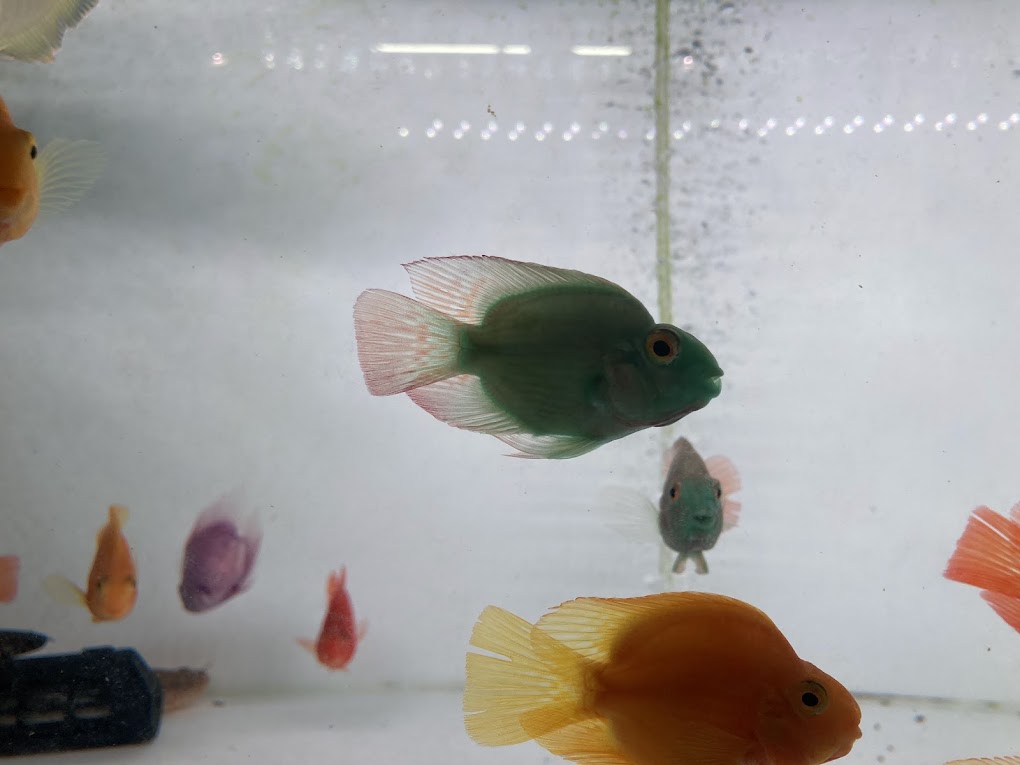 キングコングパロット 2匹