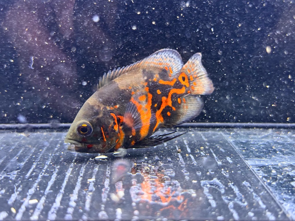 レッドタイガーオスカー、ノーマル、バラ売り可