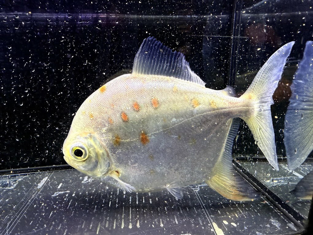 H6　メチニス　ルナ　14cm前後　大きめ　極美　混泳　熱帯魚 綺麗 可愛い