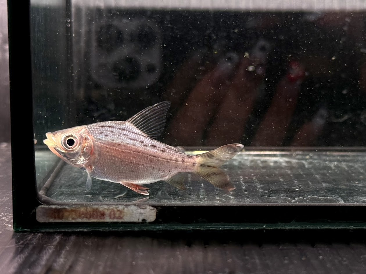 G08　カラープロキロダス　7cm前後　 熱帯魚 鳳凰 苔取り 掃除屋