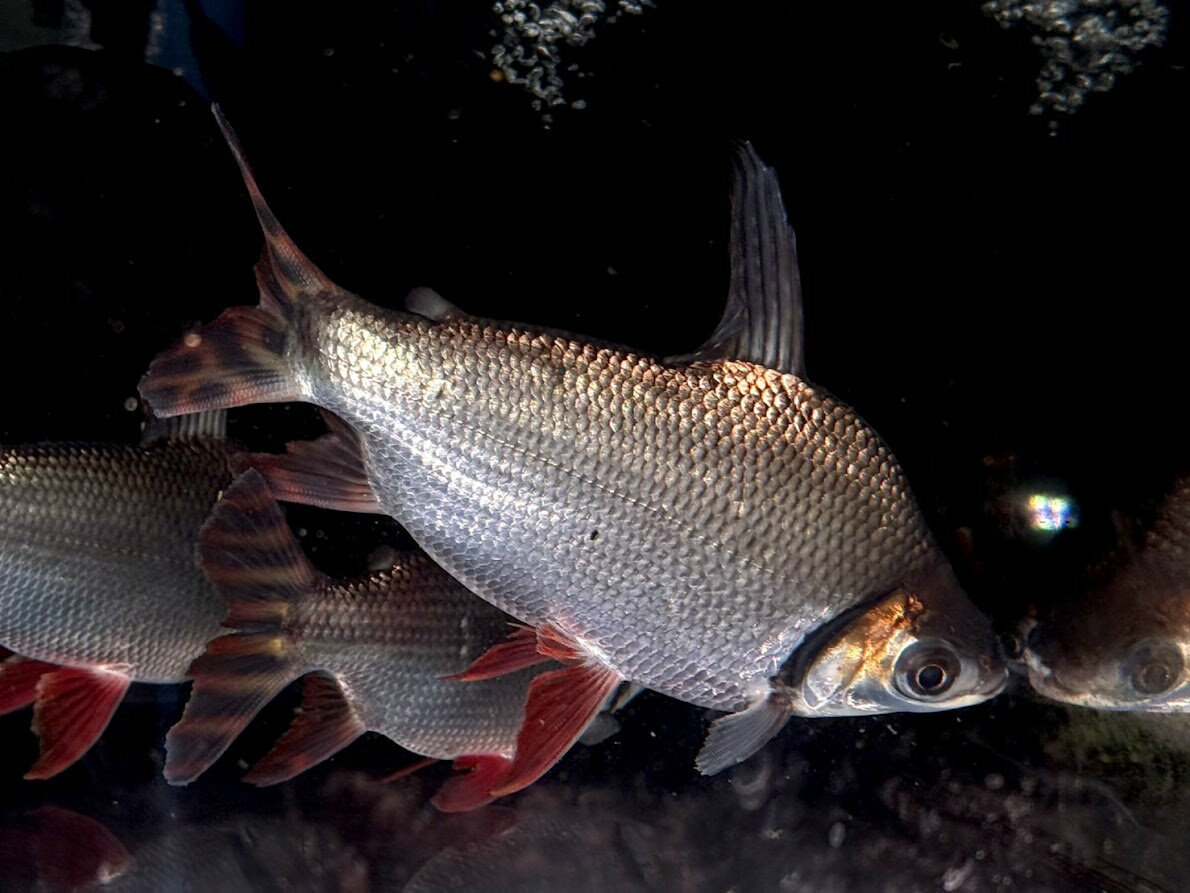 B12　カラープロキロダス　24cm前後　5匹います 大きめ マッスル体型 熱帯魚 鳳凰 苔取り 掃除屋