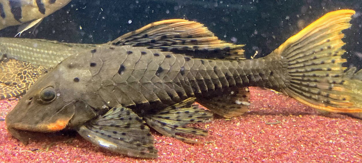 値下げしました】熱帯魚アーマードプレコ±15cm ロリカリア、ナマズ